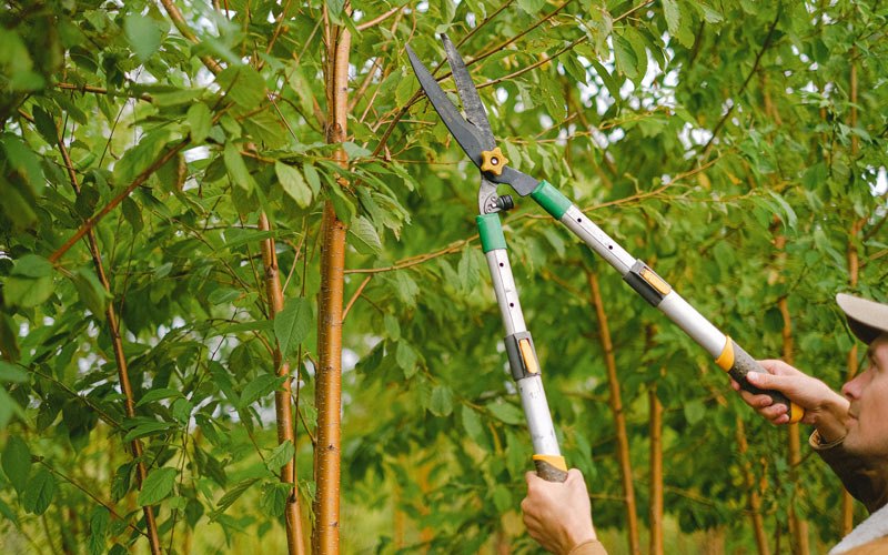 Tree trimming in Chuckey, TN