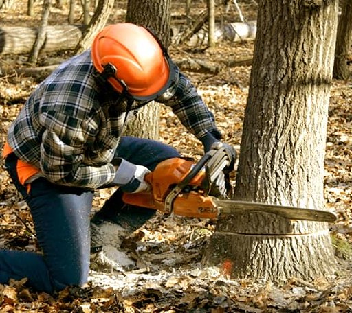 Tree Removal in Chuckey, TN